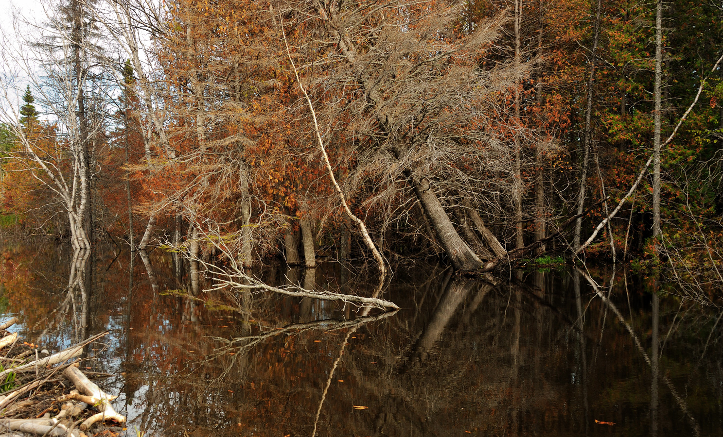 Beavers at work [42 mm, 1/250 sec at f / 8.0, ISO 1600]